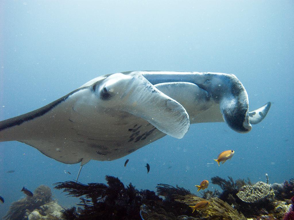 Blue Marlin Dive Komodo Labuan Bajo Exterior foto